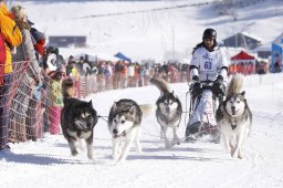 Lenk 2013